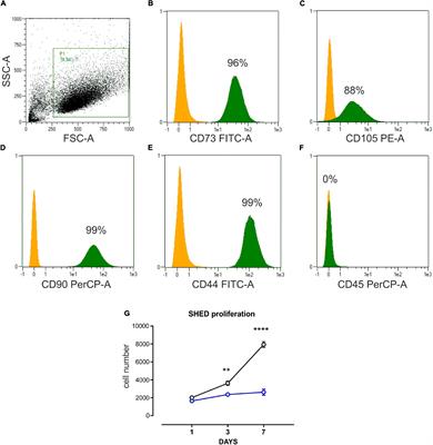 Endothelial Cells Promote Osteogenesis by Establishing a Functional and Metabolic Coupling With Human Mesenchymal Stem Cells